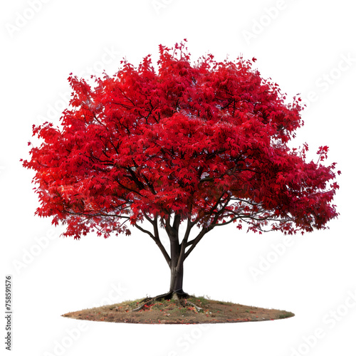 Japanese Maple tree on isolated background