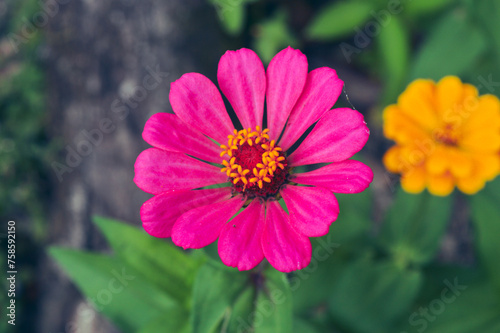 Zinnia elegans flowers in pink  photo of flowers with spring colors  the most famous annual flowering plant of the genus Zinia
