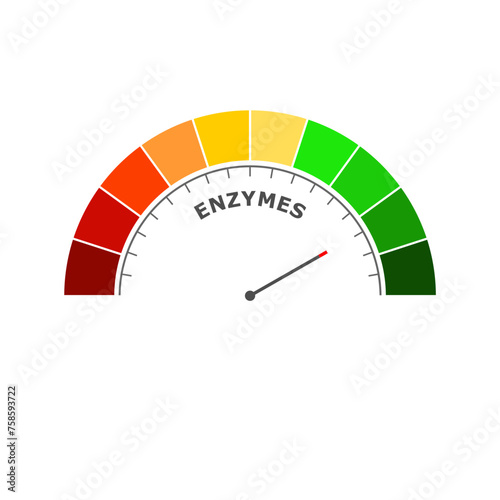 Enzymes level on measure scale. Instrument scale with arrow. Colorful infographic gauge element. Enzymes are proteins that act as biological catalysts by accelerating chemical reactions.