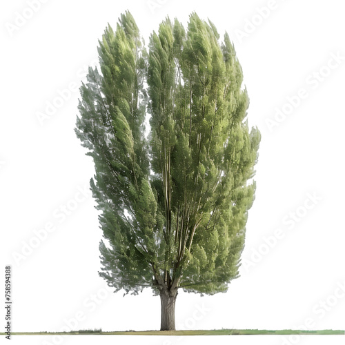 Poplar tree on isolated background