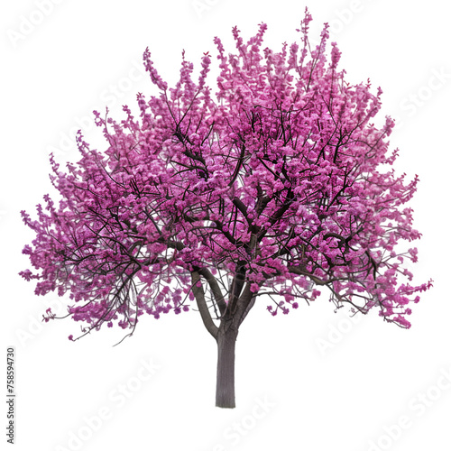 Redbud tree on isolated background