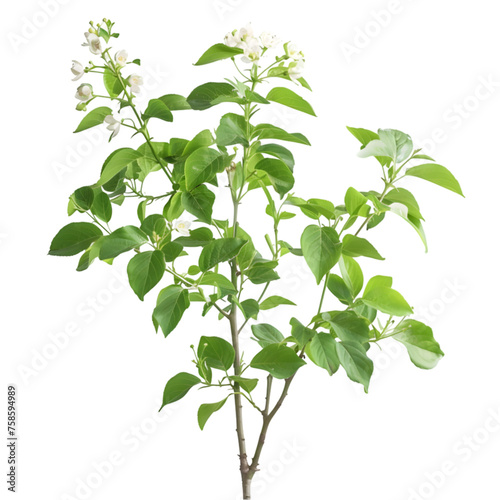 Silverbell tree on isolated background