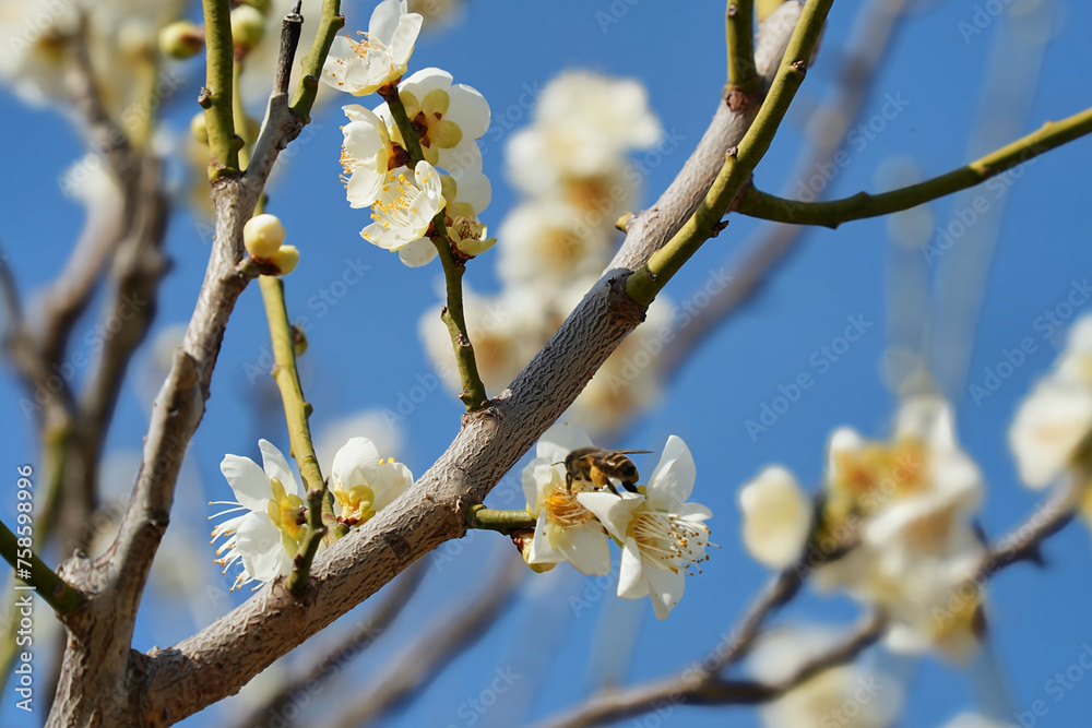 白梅の花とミツバチ 白梅の花とミツバチ