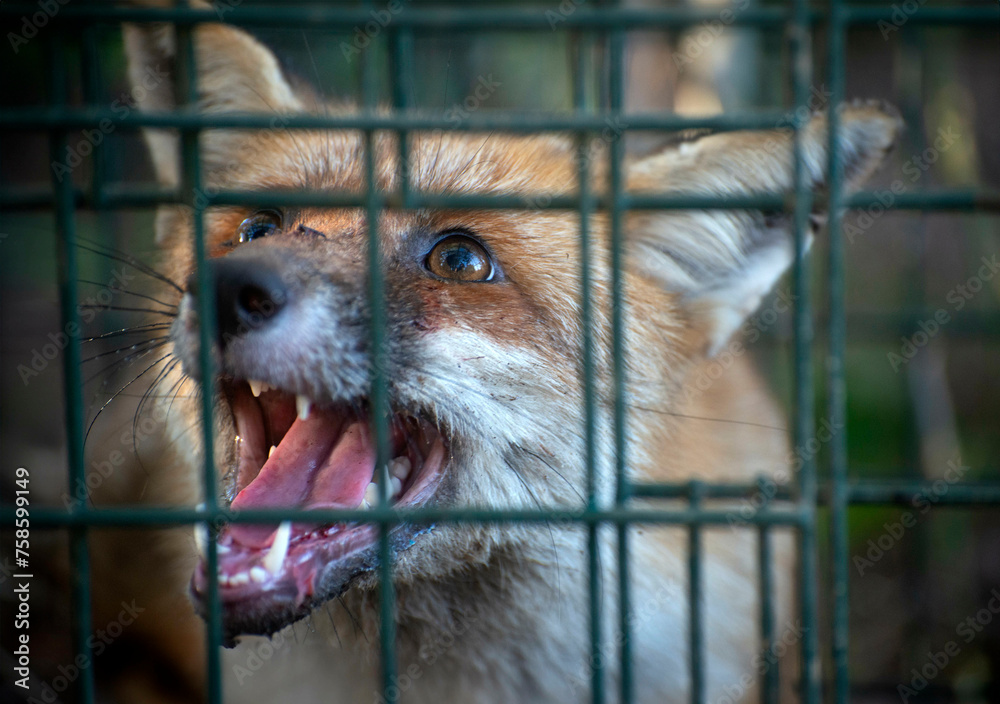 Fototapeta premium red fox trapped