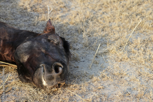 dead horse on dry earth photo