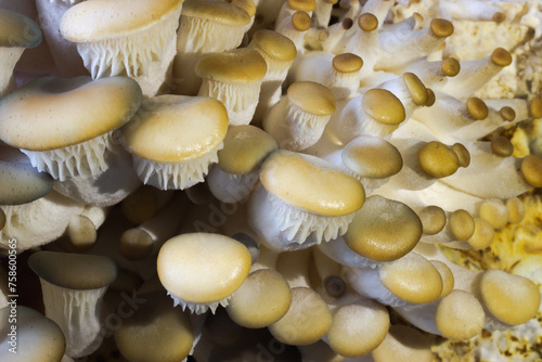 Oyster mushroom - Pleurotus ostreatus photo