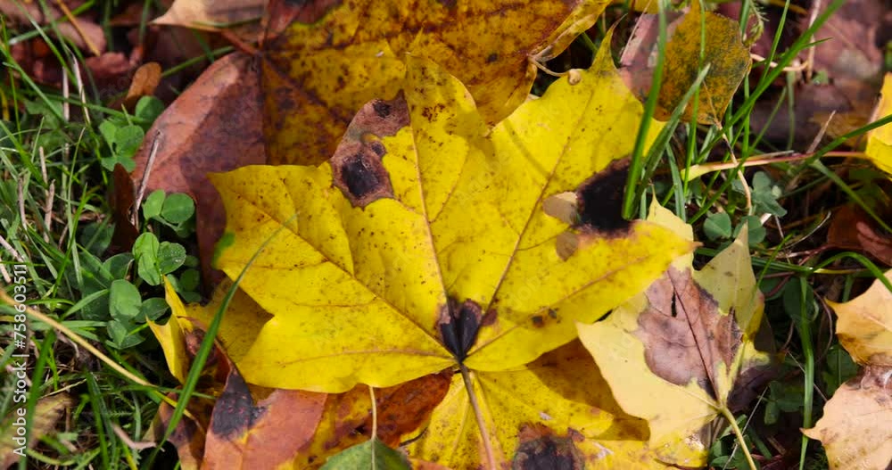 yellow foliage maple trees in autumn, maple in autumn in cloudy weather