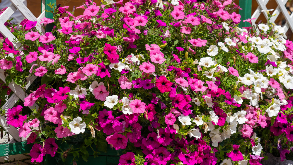 Traditional colorful flower box at the Alps and Dolomites. Summer time. Mix of flowers and colors. General contest of the European Alps Traditional colorful flower box at the Alps and Dolomites. Summer time. Mix of flowers and colors. General contest of the European Alps