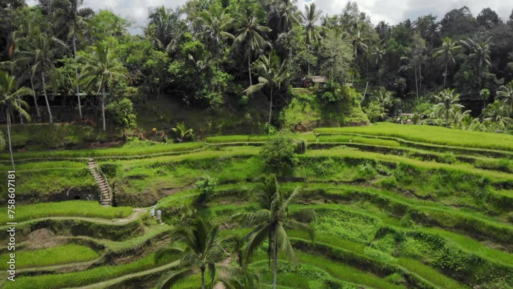 Aerial View Of Tegalalang Rice Terraces In Gianyar, Bali, Indonesia. Dolly drone approach shot. Aerial View Of Tegalalang Rice Terraces In Gianyar, Bali, Indonesia. Dolly drone approach shot.