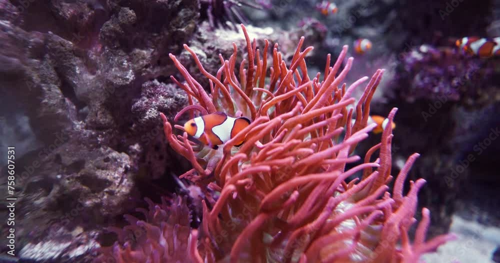 Clownfish peek from their vibrant pink anemone home, nestled in a mystical underwater landscape teeming with marine life. Clownfish peek from their vibrant pink anemone home, nestled in a mystical underwater landscape teeming with marine life.