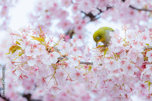桜とメジロ