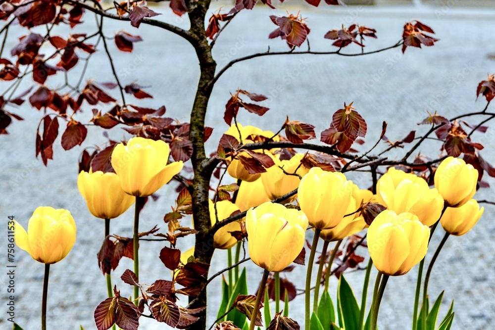 Beautiful tulips in the town square of Jaslo, Poland.
