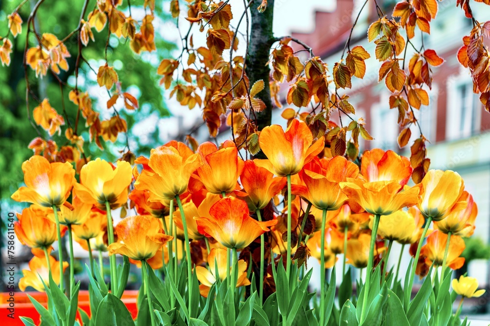 Beautiful tulips in the town square of Jaslo, Poland.