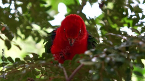 Wild moluccan king parrot (alisterus amboinensis) with striking plumage, roosting and dwelling under the forest canopy, shake and fluff up its feathers and staring at the camera, close up shot. photo