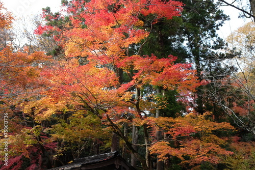 autumn trees in the park