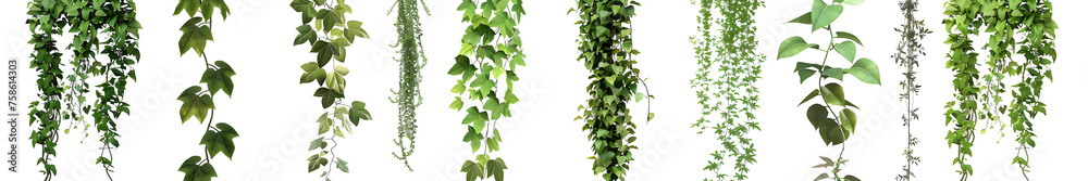 A collection of forest plants and trees, including climbing vines, set against a white background with a clipping path. Suitable for nature-themed designs, environmental campaigns, and botany projects - obrazy, fototapety, plakaty 