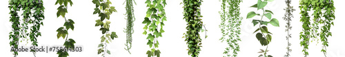 A collection of forest plants and trees, including climbing vines, set against a white background with a clipping path. Suitable for nature-themed designs, environmental campaigns, and botany projects photo