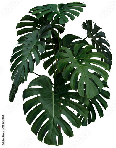 Green leaves of monstera or split-leaf philodendron (Monstera deliciosa)  the tropical forest plant, evergreen vine isolated on background. 3D rendering
