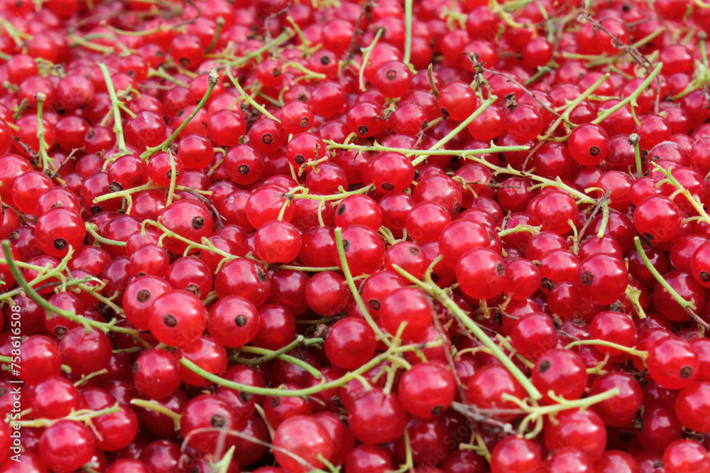 Ripe and juicy red currant berries harvested with stems, full frame background, high angle, top view Ripe and juicy red currant berries harvested with stems, full frame background, high angle, top view