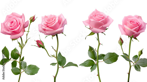 Exquisite Collection of Isolated Roses on Transparent Background - Captivating Floral Beauty for Your Designs, Ideal for Romantic Themes, Valentine's Day, and Botanical Concepts