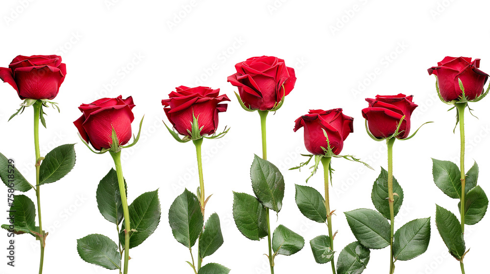 Naklejka premium Exquisite Collection of Isolated Roses on Transparent Background - Captivating Floral Beauty for Your Designs, Ideal for Romantic Themes, Valentine's Day, and Botanical Concepts