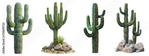 Collection of Saguaro cactus, carnegiea, gigantea. isolated transparent background. 3d render, PNG, cutout photo