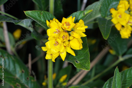 Gewöhnliche Gilbweiderich,  Lysimachia vulgaris photo