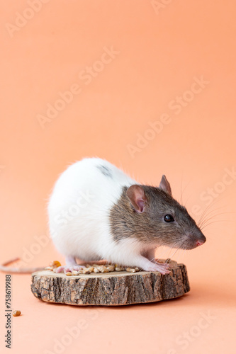 A domestic white rat with a gray muzzle on a pink background . Cute animal rat. Place for text
