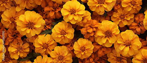 Fototapeta Naklejka Na Ścianę i Meble -  Top view background of bunch of blooming yellow Marigold flower petals plant