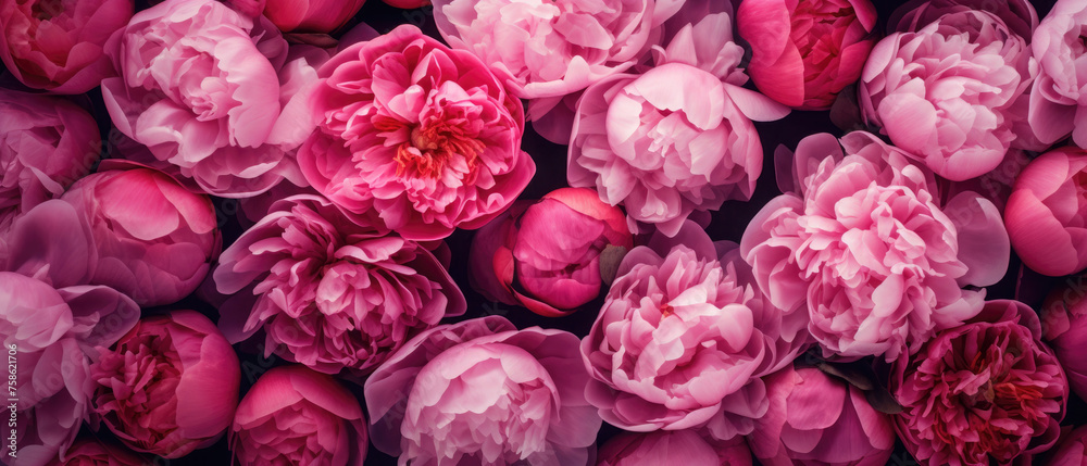 Top view background of bunch of blooming pink Peony flowers petals plant Top view background of bunch of blooming pink Peony flowers petals plant