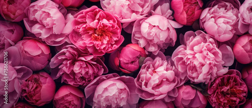 Top view background of bunch of blooming pink Peony flowers petals plant created with Generative AI Technology