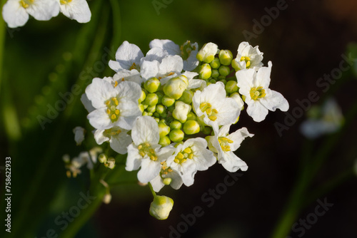 White horseradish flowers growing in the garden.