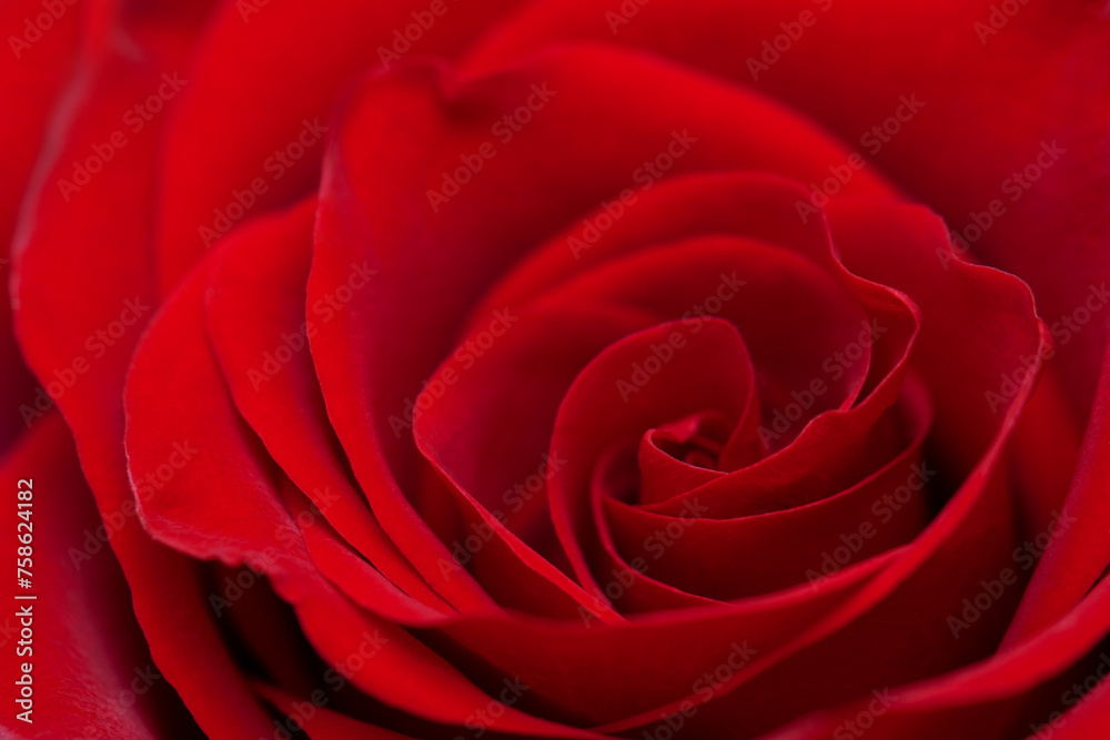 Beautiful red rose close up Beautiful red rose close up