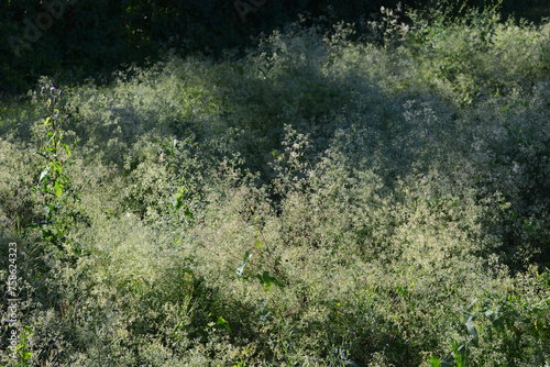 Wiesenlabkraut,  Gemeines Labkraut,  Galium mollugo in Blüte photo