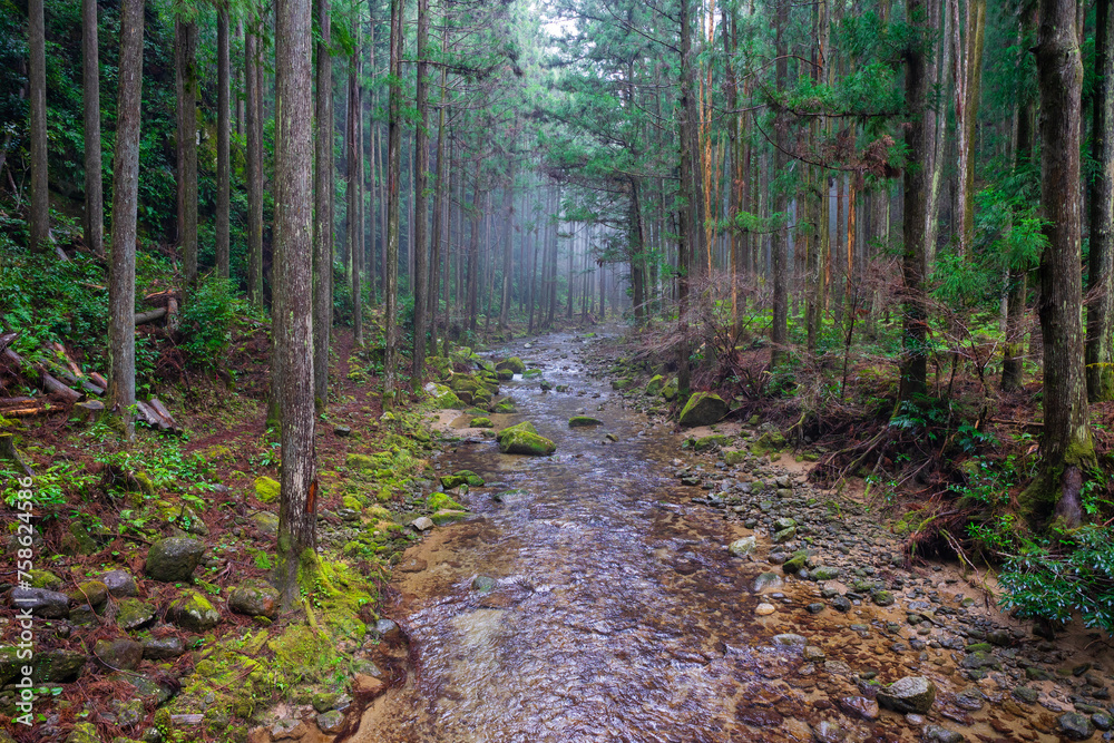 Obraz premium 森林の中の風景