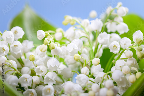 Flower lily of the valley on a blue background