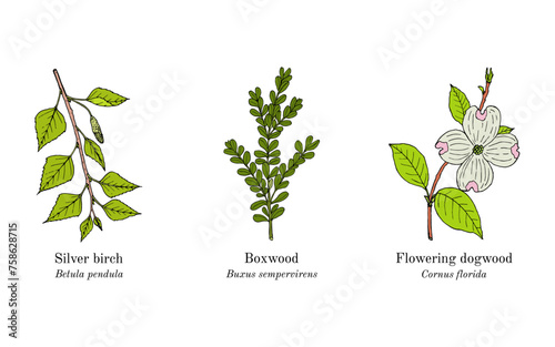 Collection of edible and medicinal plants