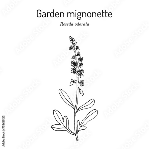Garden mignonette (Reseda odorata), medicinal plant. photo