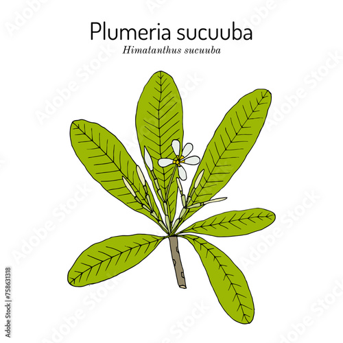 Plumeria sucuuba (Himatanthus sucuuba), ornamental and medicinal plant