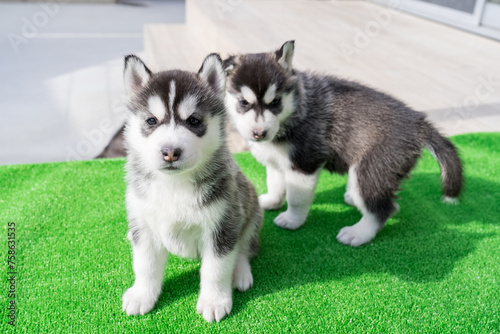 ハスキー、子犬