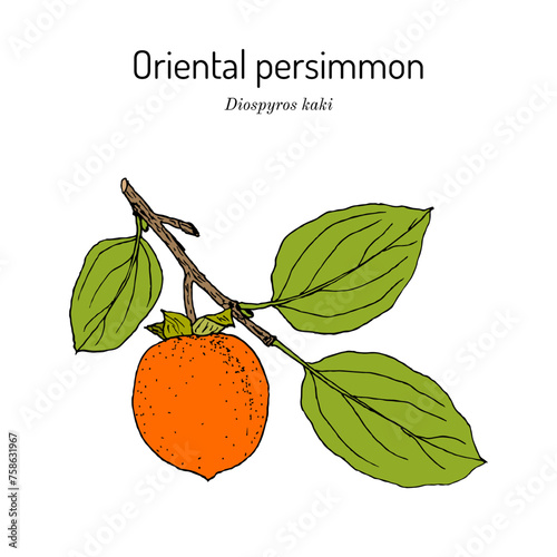 Oriental or Japanese persimmon (Diospyros kaki), edible and medicinal plant