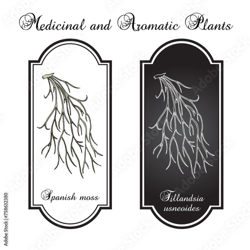 Spanish moss (Tillandsia usneoides), medicinal plant. Hand drawn botanical vector illustration photo