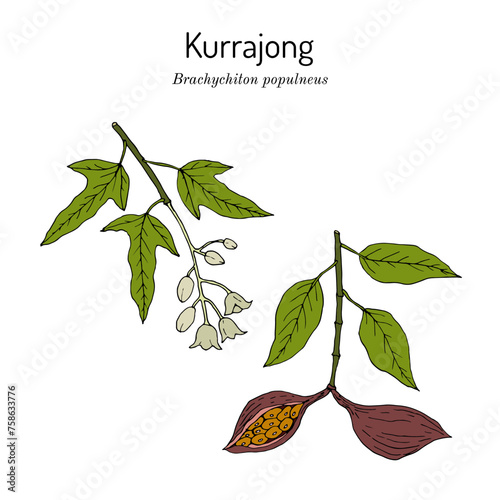 Kurrajong, or Bottletree (Brachychiton populneus), edible plant.