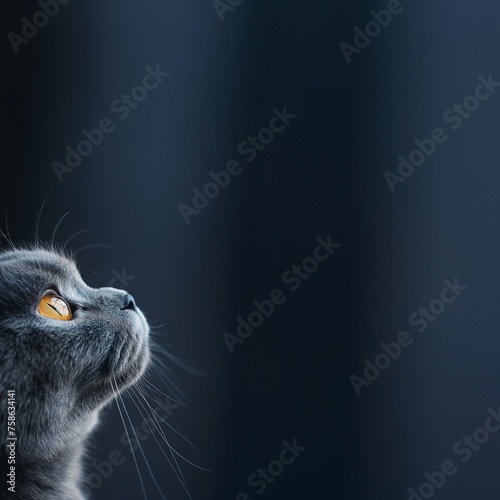 Wunderschöne schwarze Zucht Katze mit gelben Augen im Seitenprofil mit Platzhalter als Nahaufnahme photo