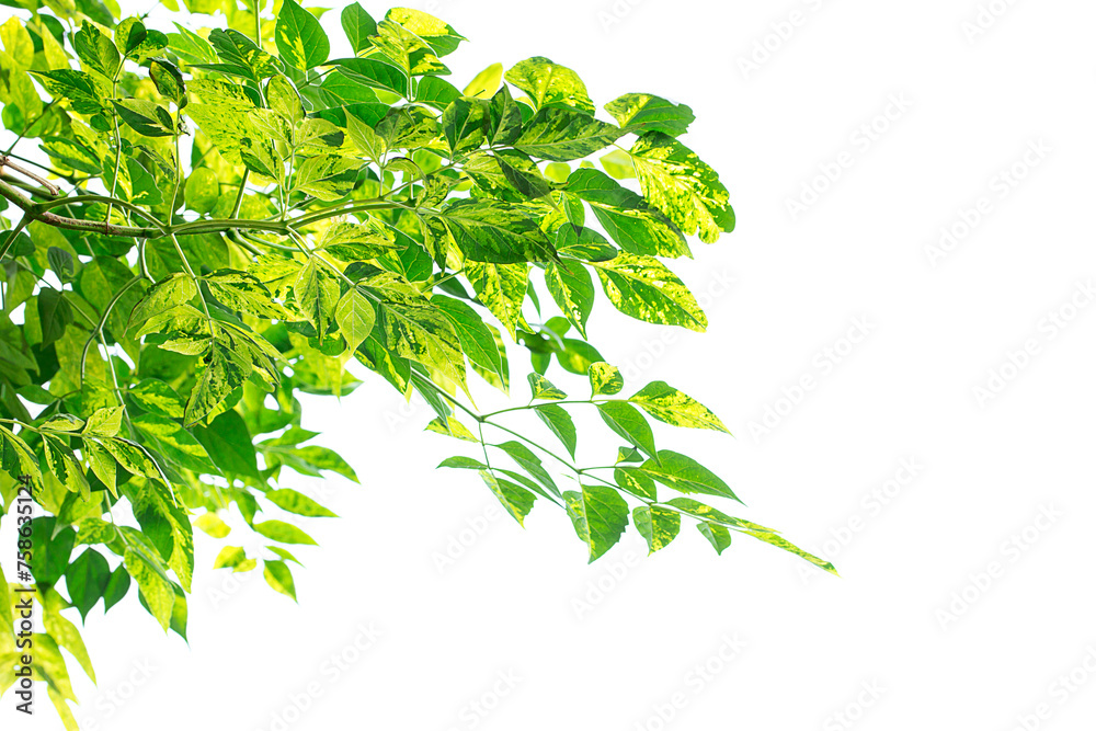 Green leaves frame isolated on white background.