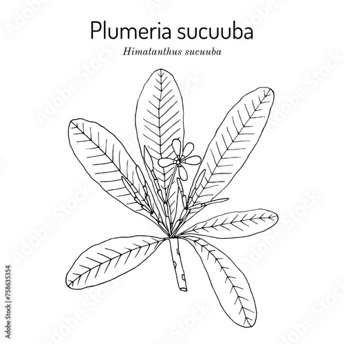 Plumeria sucuuba (Himatanthus sucuuba), ornamental and medicinal plant
