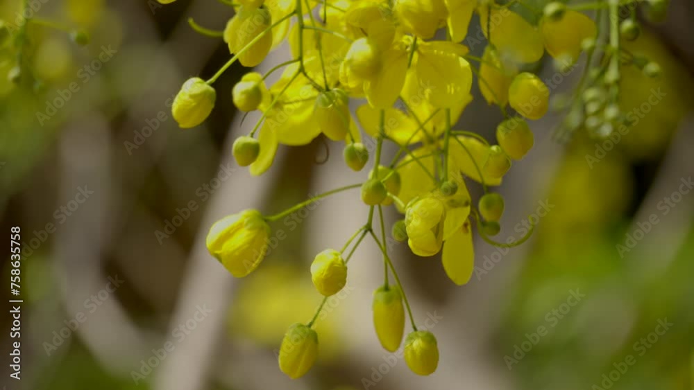 the golden shower flower Indian laburnum plant Kanikonna ,