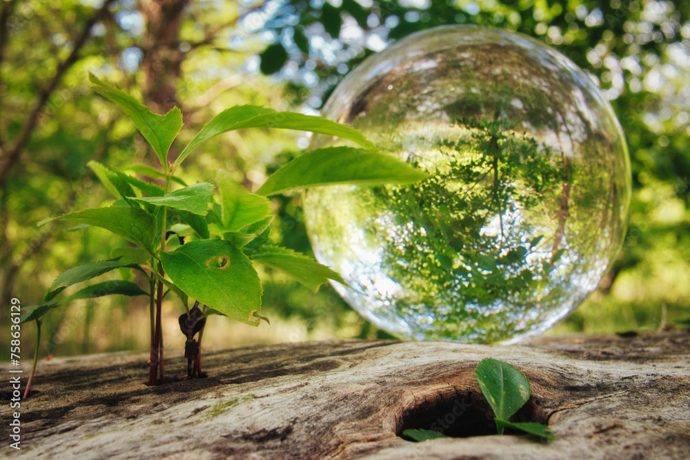Glass ball on Wood - Lensball - Natur - Kristallkugel - Transparenz - Zerbrechlich - Ecology - Crystal Glass Sphere - Bioeconomy - Creative - Reflection - High quality photo with Copy Space Glass ball on Wood - Lensball - Natur - Kristallkugel - Transparenz - Zerbrechlich - Ecology - Crystal Glass Sphere - Bioeconomy - Creative - Reflection - High quality photo with Copy Space
