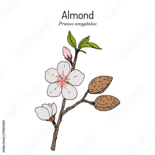 Almond (Prunus amygdalus or dulcis), medicinal and edible plant. Hand drawn vector illustration
