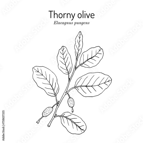 Thorny olive or Silverberry (Elaeagnus pungens), edible and medicinal plant